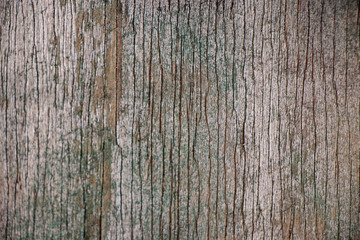 Rough old green wood texture