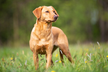 A bright Labrador Retriever with a working line.