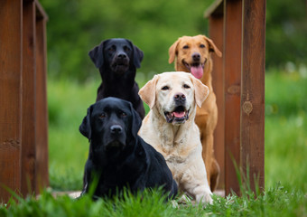 Four Labrador Retriever dogs on a spring meadow