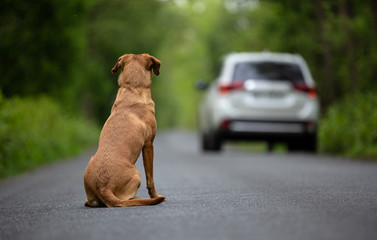 Abandoned dog on the road - 274478551