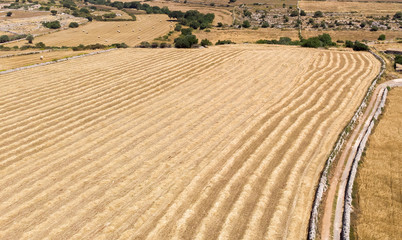 Naklejka premium Aerial view of some fields of wheat during a beautiful sunny day in June in Sicily (Italy)