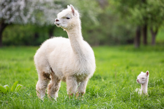 White Alpaca with offspring, South American mammal