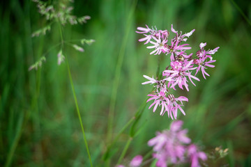 Purple Flower on a Dark Green Background. Delicate early summer flower. Flower garden. Blooming flower. Pastel colors.