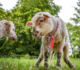 Schaf Baby mit Maltipoo Hund neugierig Begenung, Fell Wolle