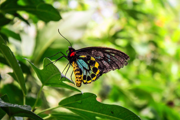 Cairnes Bird-wing butterfly 