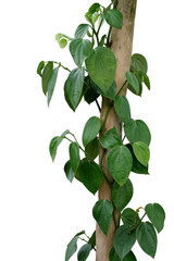 Green leaves pepper vine plant with green peppercorns climbing and twist around wooden pole or...