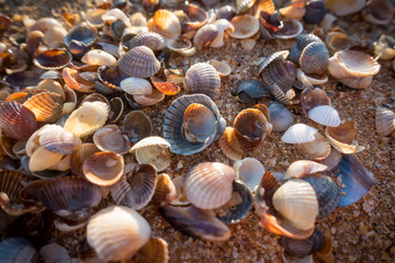natural background with seashell at the beach