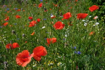 The meadow with blooming poppies, cornflowers and camomiles