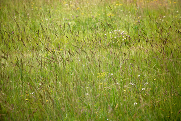 Summer Field of Long Grass and Clover. The wind ripples the field of long grass and clover as bees flutter around collecting nectar. Pleasant relaxing background.