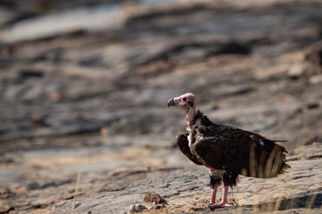 red headed vulture or sarcogyps calvus or pondicherry  vulture close up with expression sitting on rocks at Ranthambore Tiger Reserve National Park , Rajasthan, india