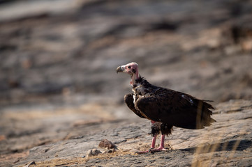 red headed vulture or sarcogyps calvus or pondicherry  vulture close up with expression sitting on rocks at Ranthambore Tiger Reserve National Park , Rajasthan, india