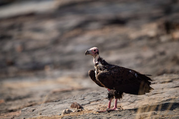 red headed vulture or sarcogyps calvus or pondicherry  vulture close up with expression sitting on rocks at Ranthambore Tiger Reserve National Park , Rajasthan, india