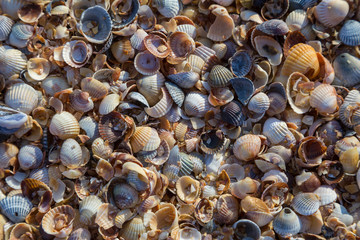 natural background with seashell at the beach