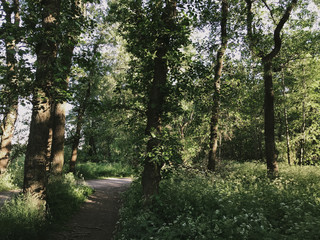 Helsinki, Finland. June 21 2019 - Beautiful summer scenery of midsummer day(Juhannus) Eve in Finland