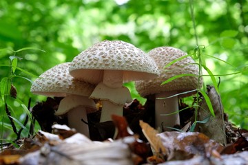 Amanita rubescens - these toadstools are edible