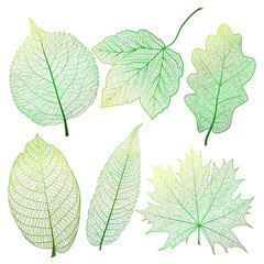 Set  leaves.  Vector illustration. EPS 10.