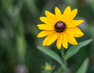 yellow flower