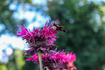 clearwing hummingbird moth on bee balm