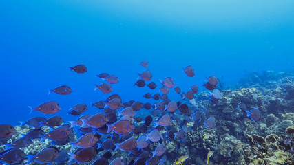 Fototapeta na wymiar Seascape of coral reef in the Caribbean Sea around Curacao with school of fish, coral and sponge