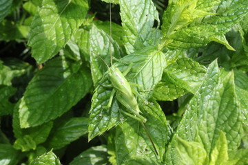 Grashüpfer auf einem Blatt