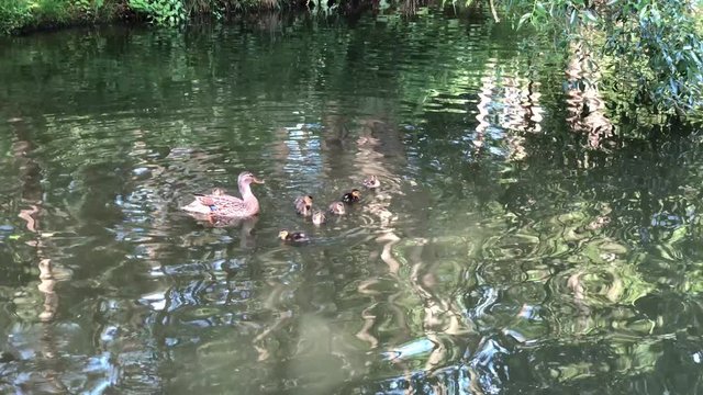 Duck with ducklings swimming in the lake in Park Drozdy in Minsk, Belarus