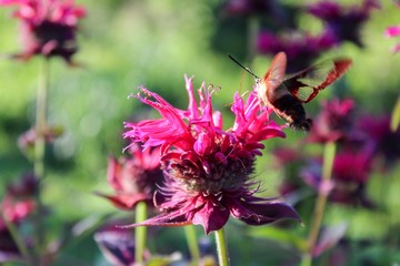 clearwing hummingbird moth on bee balm