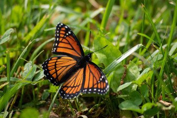 Fototapeta na wymiar Viceroy butterfly in the grass