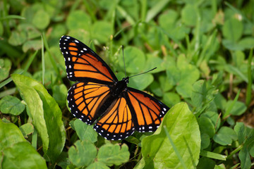 Viceroy butterfly in the clover