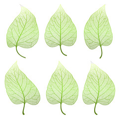 Set  leaves.  Vector illustration. EPS 10.