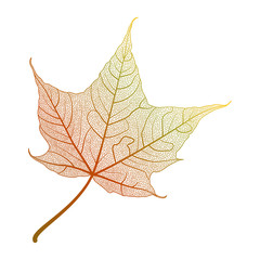 Leaf maple, isolated. Vector illustration .EPS 10