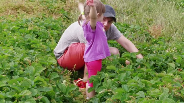 Father, daughter gathering ripe red garden strawberry to basket. Family farm, gardening. Attracting child to agriculture, harvesting berries at summer day. Man, girl harvesting strawberries together