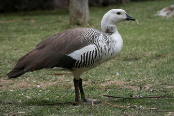 Cauquen Comun o Ganso Magallanico - Upland Goose
