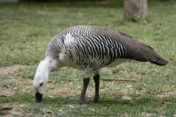 Cauquen Comun o Ganso Magallanico - Upland Goose © Azahara