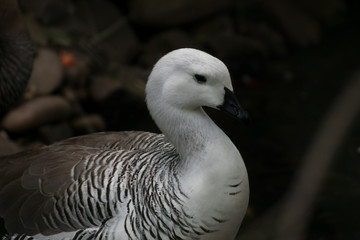 Cauquen Comun o Ganso Magallanico - Upland Goose © Azahara