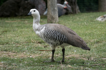 Cauquen Comun o Ganso Magallanico - Upland Goose