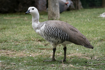 Cauquen Comun o Ganso Magallanico - Upland Goose © Azahara