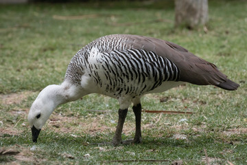 Cauquen Comun o Ganso Magallanico - Upland Goose © Azahara