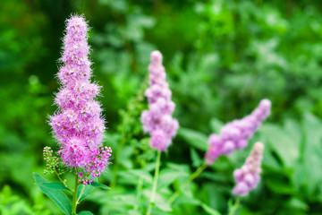 Obraz premium Closeup of flowering willow-herb (Spiraea salicifolia) in the garden