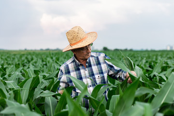 Naklejka na ściany i meble Portrait of senior farmer standing in corn field examining crop.