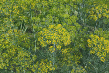 Large flowers of dill on the farm garden. Growing tasty, healthy, fragrant organic herbs. Dill inflorescences with seeds. Close-up.