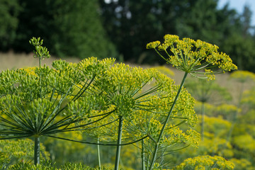 Large flowers of dill on the farm garden. Growing tasty, healthy, fragrant organic herbs. Dill inflorescences with seeds. Close-up.