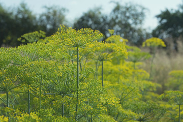 Large flowers of dill on the farm garden. Growing tasty, healthy, fragrant organic herbs. Dill inflorescences with seeds. Close-up.