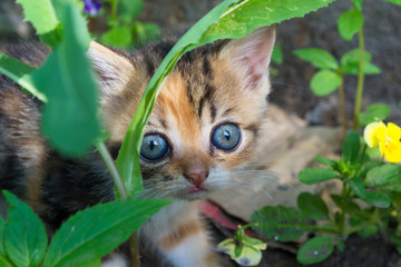 Naklejka na ściany i meble Little stray kitten hiding in the grass.