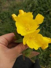 yellow flower in the hand