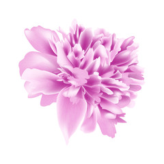 Beautiful Peony flower isolated on white background. Vector illustration. EPS 10