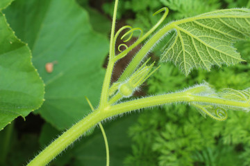Very young green pumpkin. Pumpkin growth stage. My organic garden