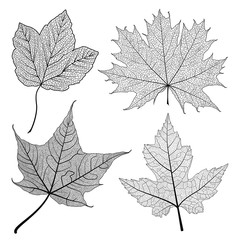 Set  leaves.  Vector illustration. EPS 10.