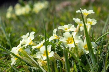 Wild Primroses in Spring Sunshine