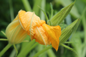 Very young green pumpkin fruit and yellow flower. Pumpkin growth stage. My organic garden, close up, macro photography