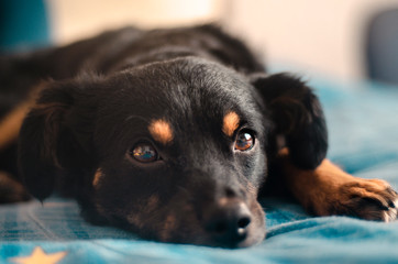 retrato perro negro con machas naranjas